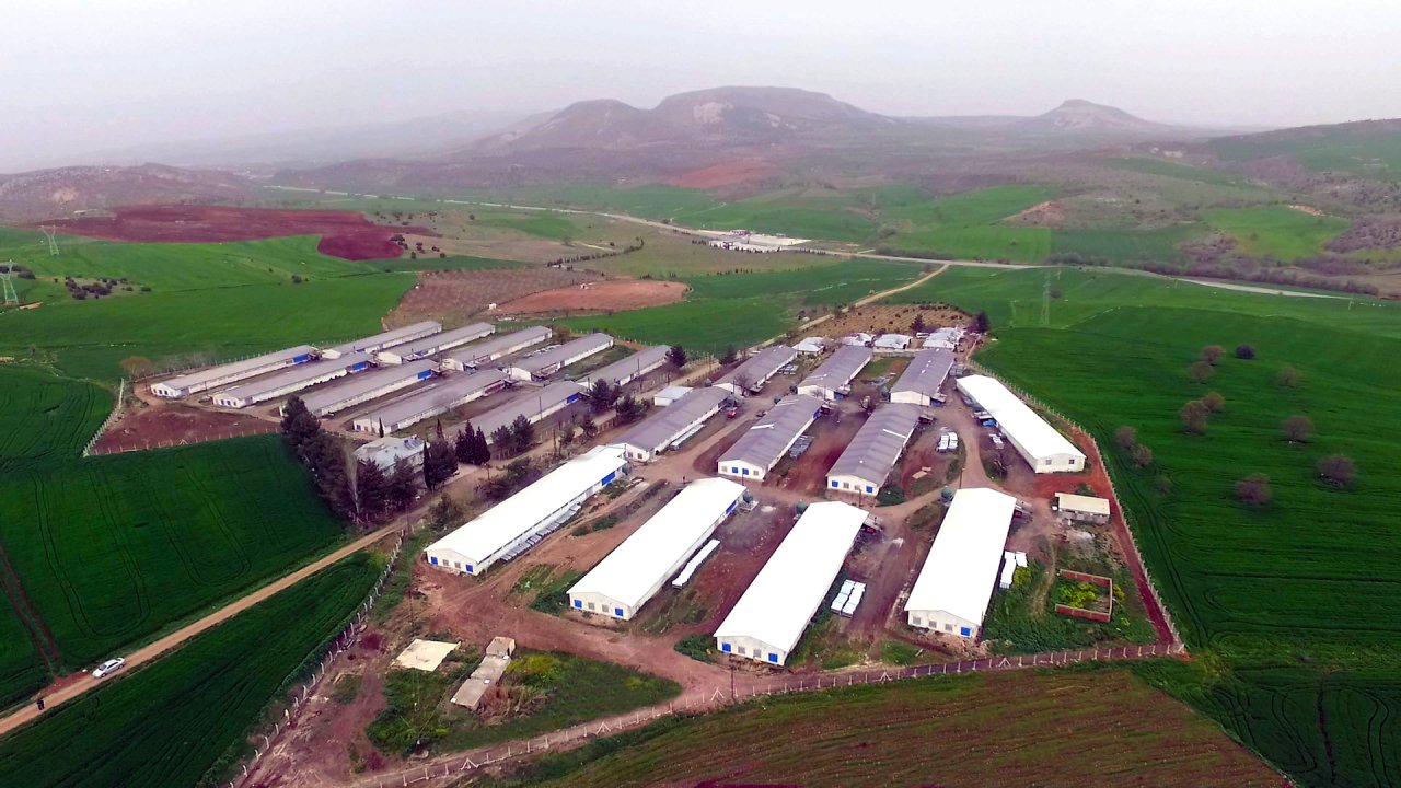 chicken producer in turkey