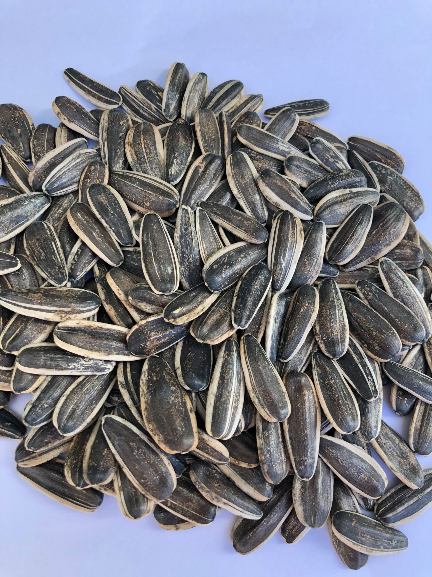 Sunflower Seed Producer Evnova Buyfromturkey