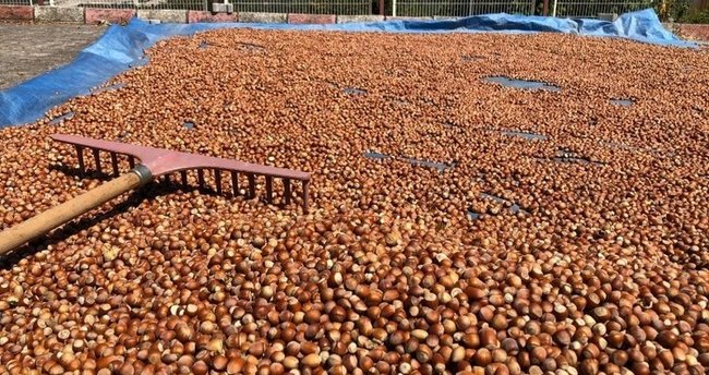 2021 Fındık destekleme ödemeleri için gözler o açıklamada! Fındık  destekleme ödemeleri ne zaman yatacak, yattı mı? - Son Dakika Haberler